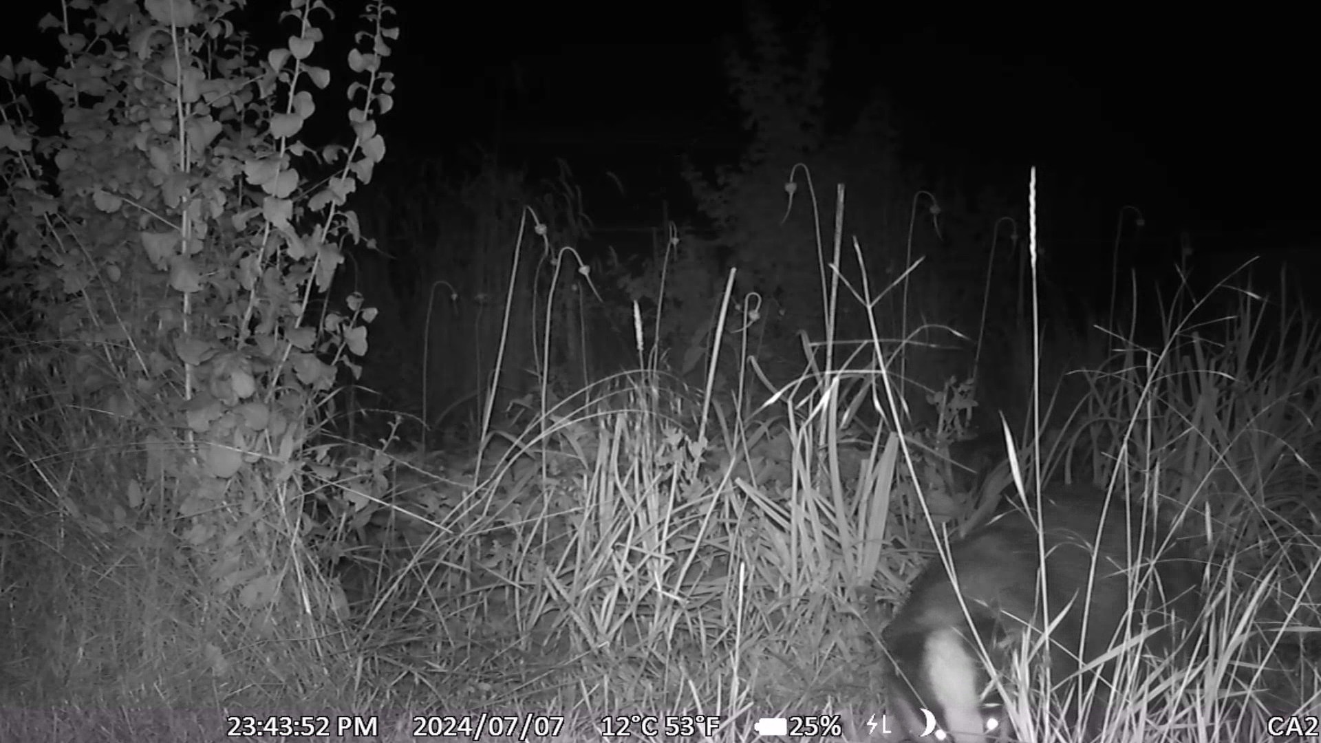 Diebe im Garten – Mit Clipchamp erstellt - frame at 0m56s.jpg