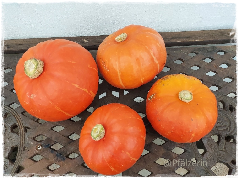 Garten im September 9.JPG