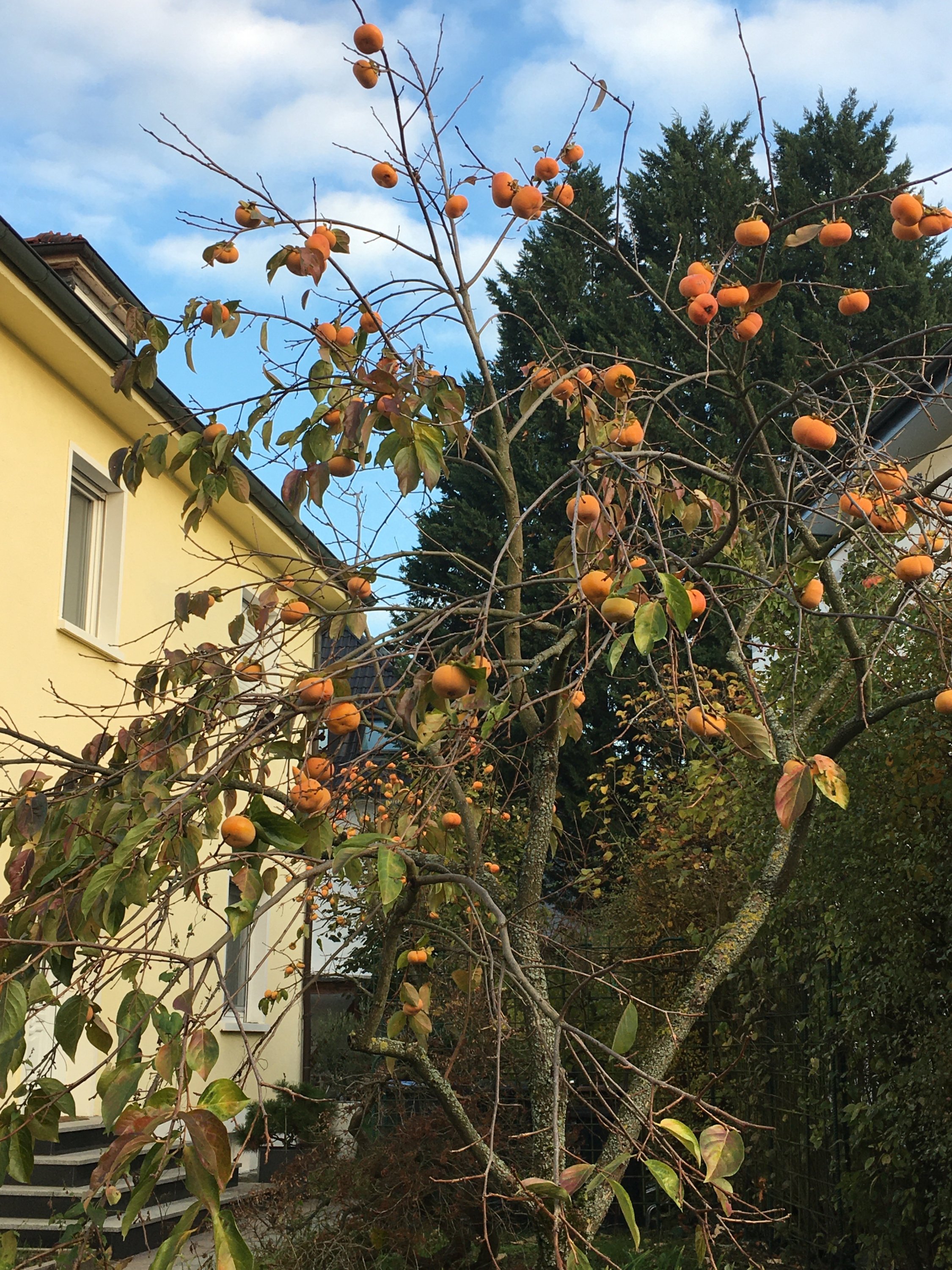 Gartenforum_Kaki-Baum mit Früchten_01.jpg
