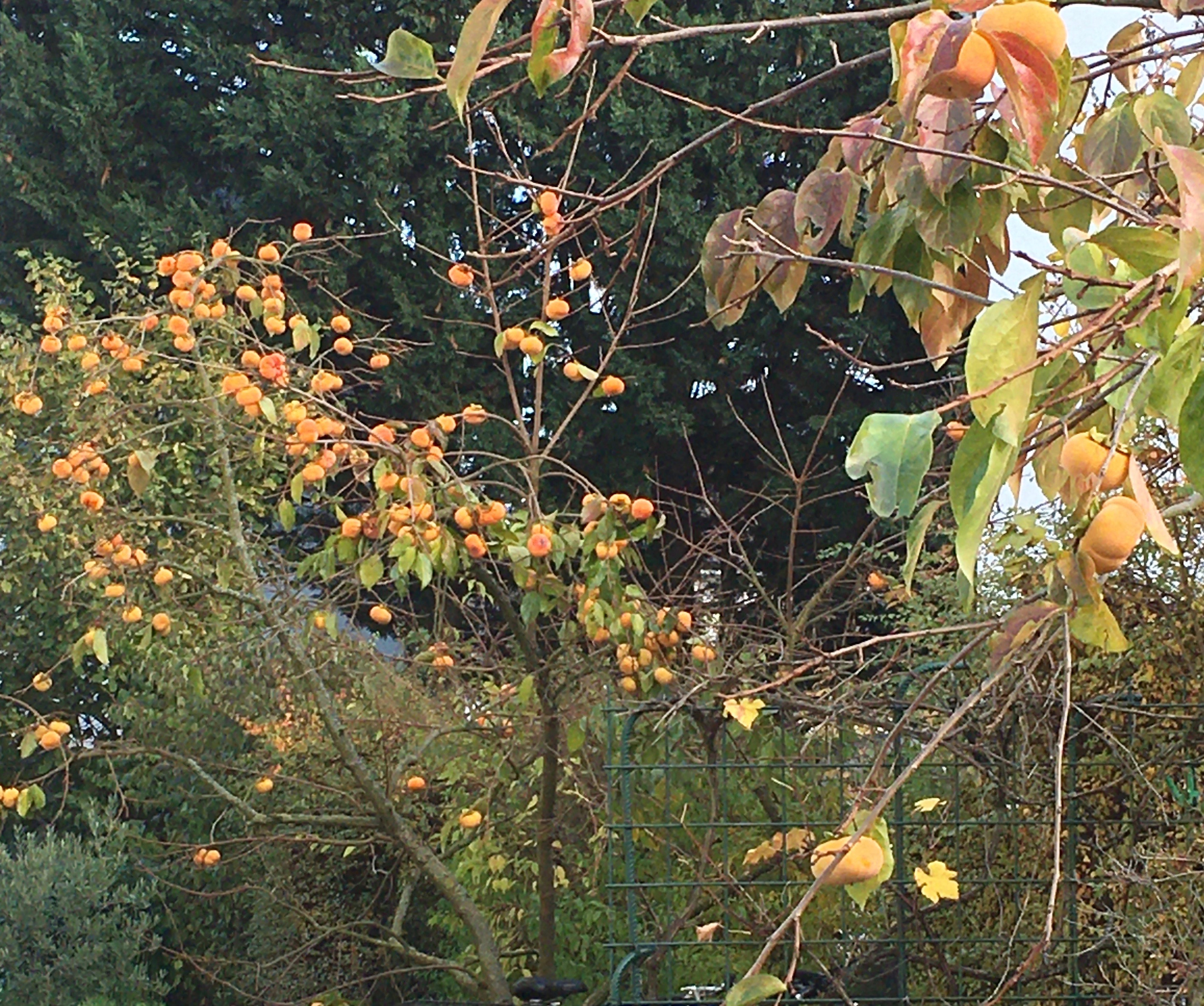 Gartenforum_Kaki-Baum mit Früchten_02.jpg