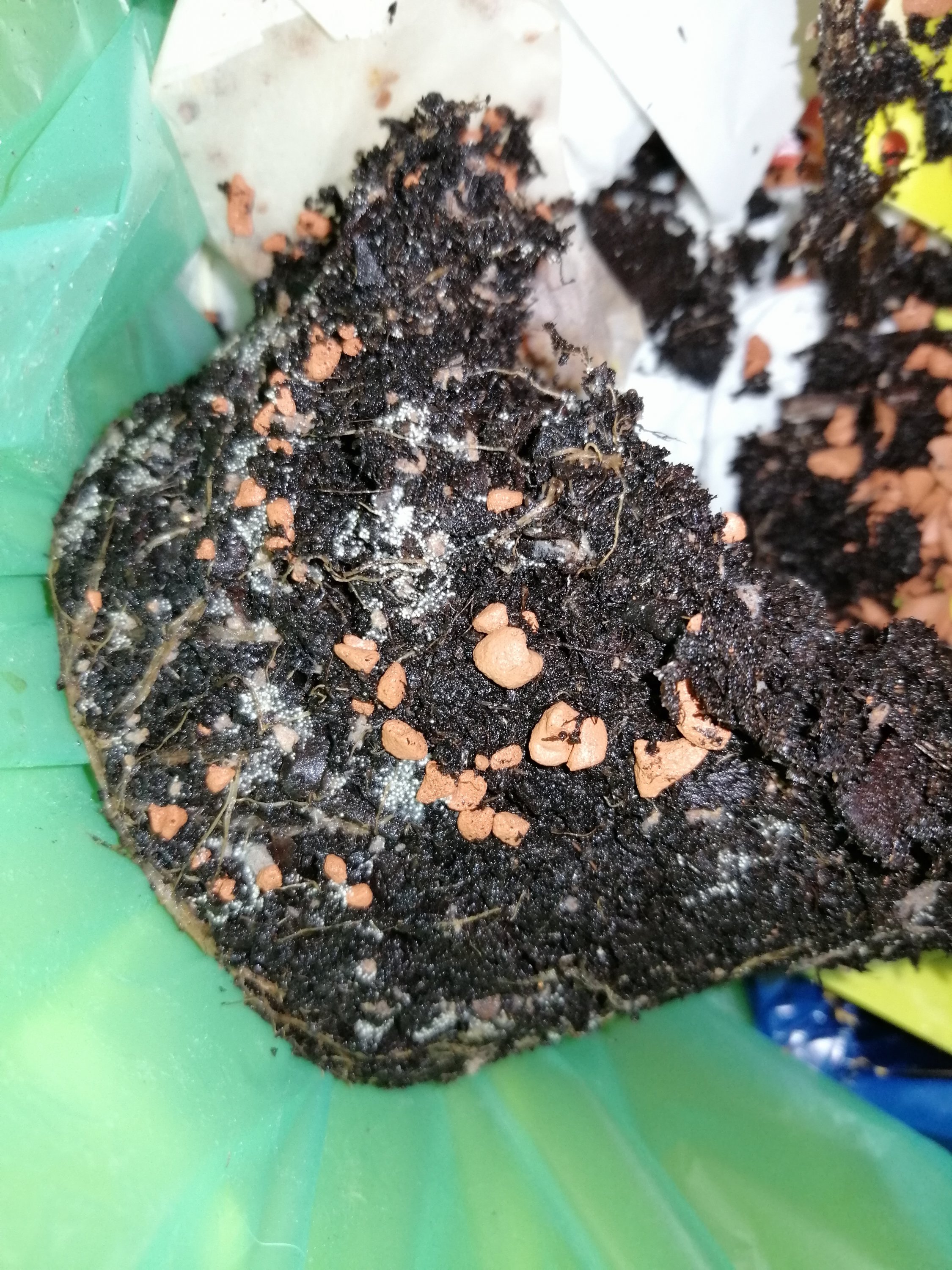 Gel st Kleine Eier In Und Wei e W rmer Auf Erde Gartenforum 