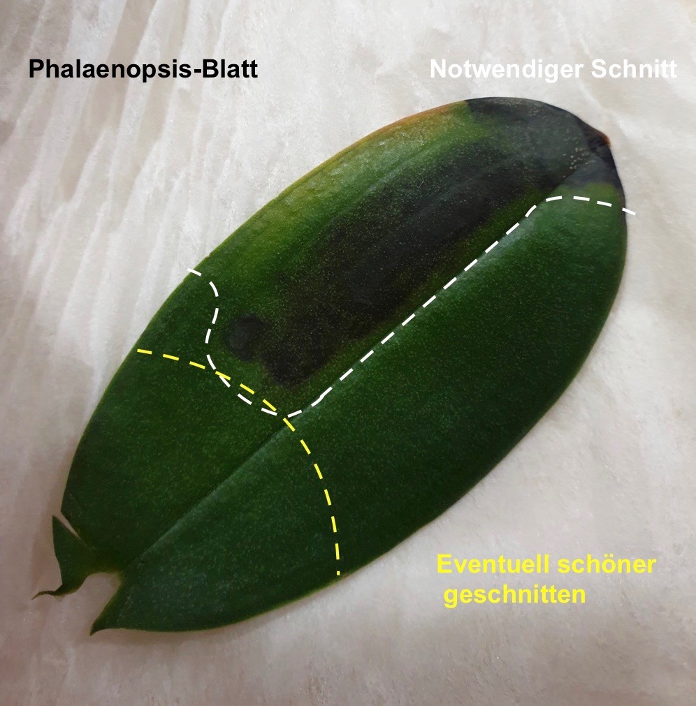Phalaenopsis-Blatt Pilzschaden ausschneiden.jpg