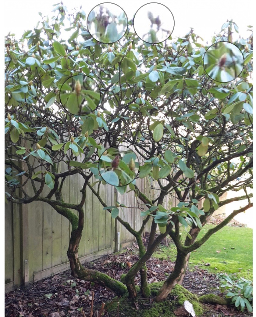 Rhodo_Knospenfäule.jpg