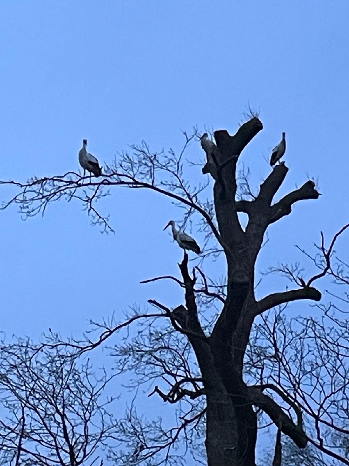 Störche im Baum.jpg