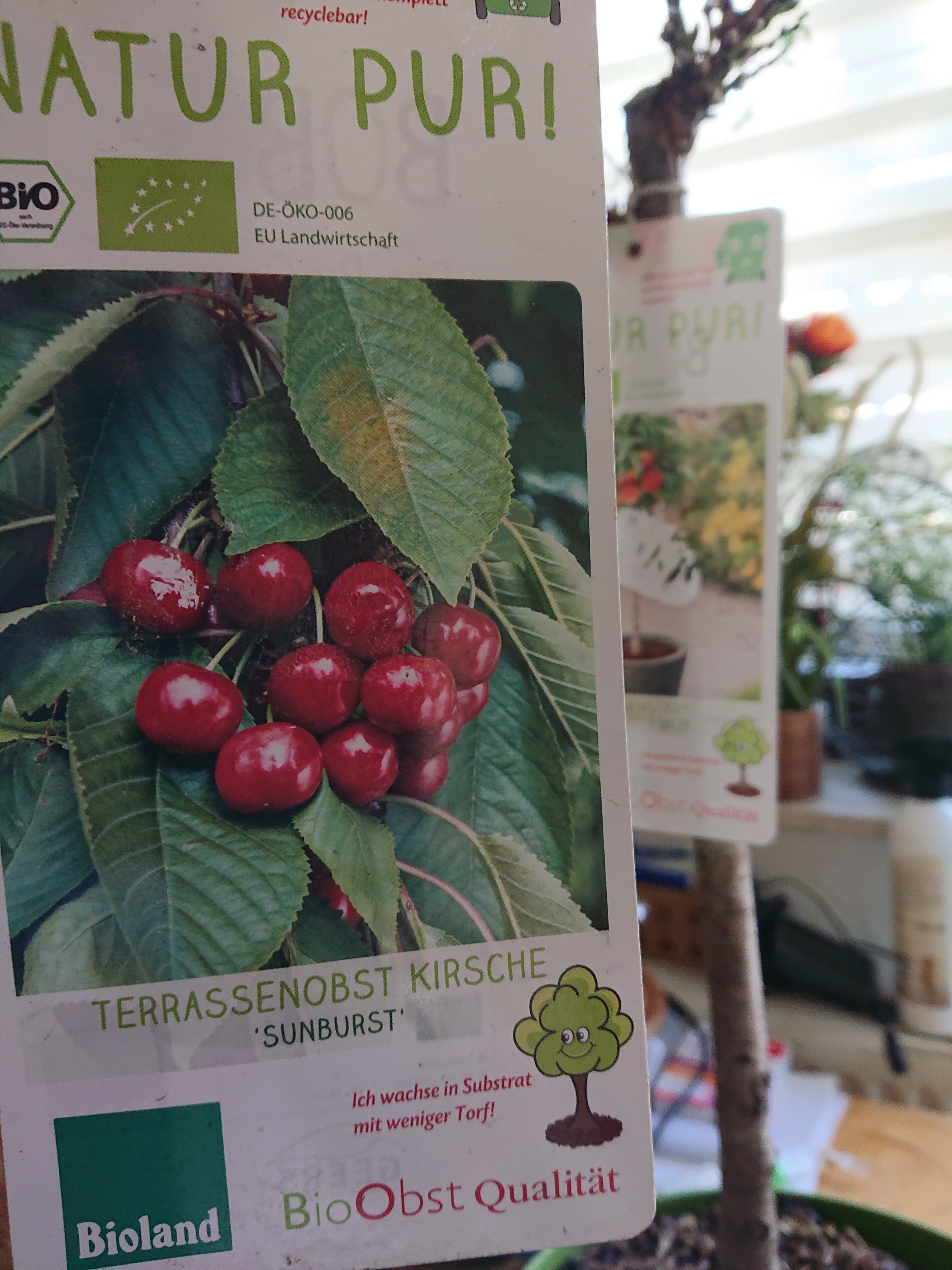 Sunburst selbstbestäubend.JPG