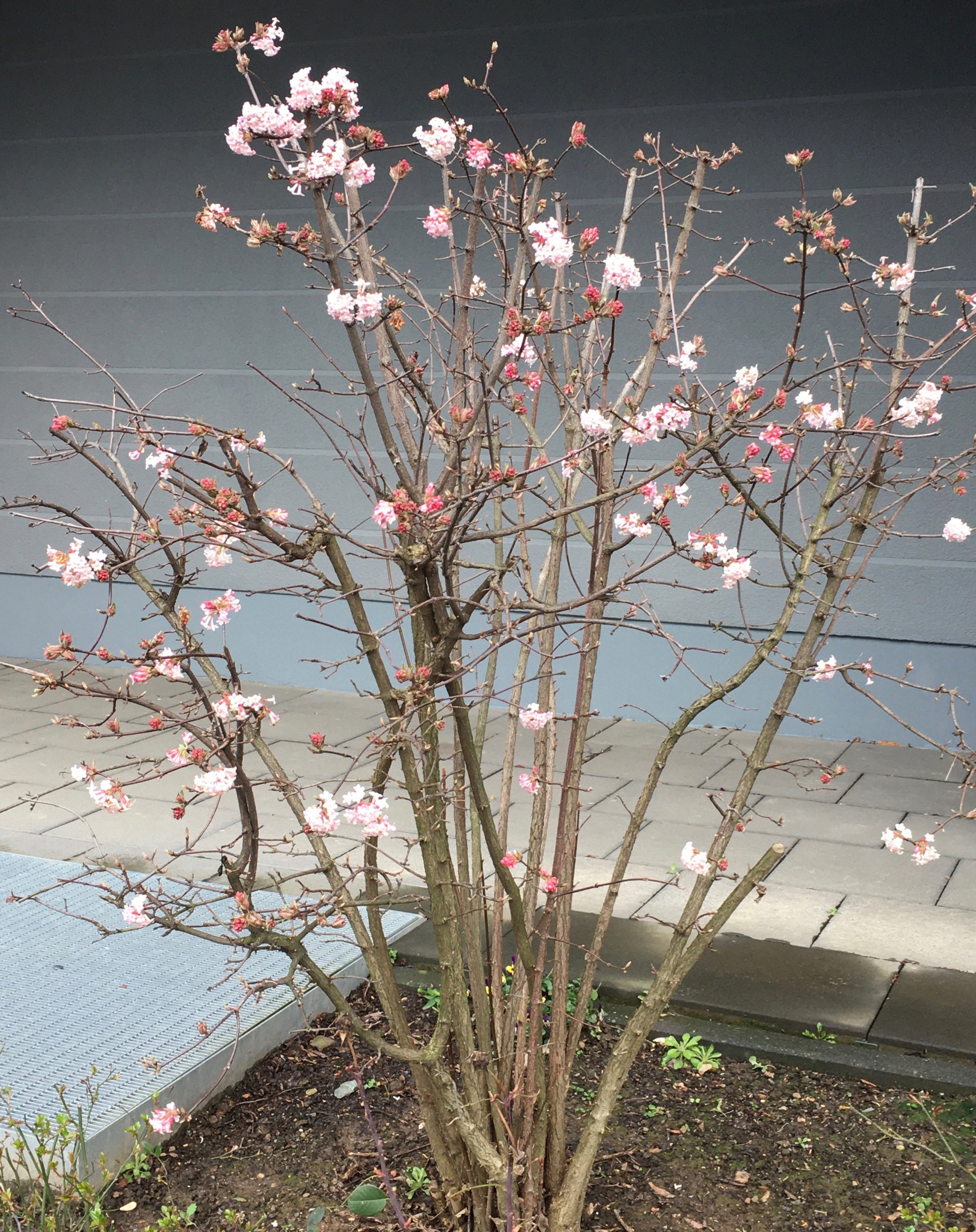 Viburnum x bodnantense winterblühend_01.jpg