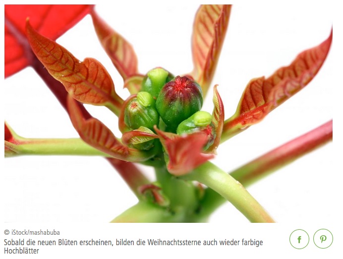 Weihnachtsstern-Blütenknospen.jpg