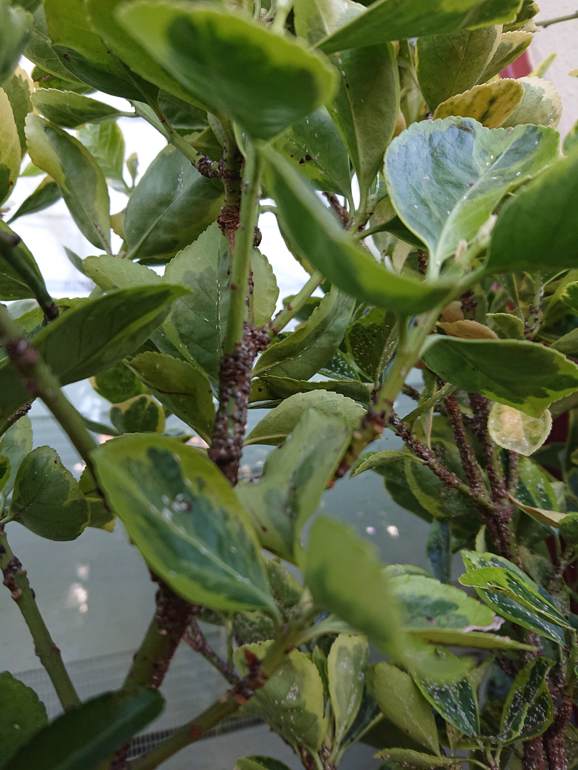 welches Ungeziefer.JPG