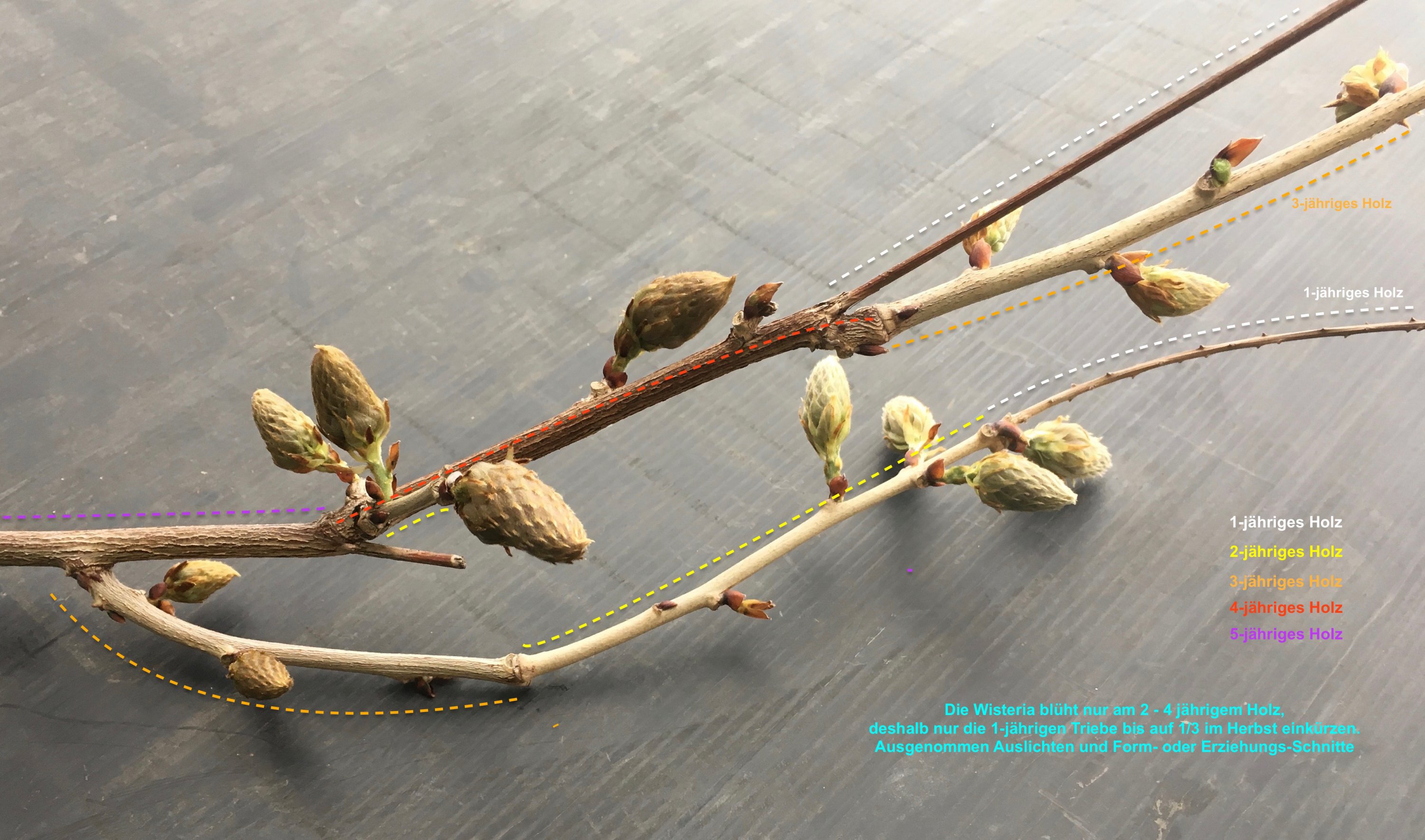 Wisteria Blütenknospen_beschriftet.jpg