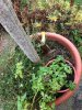 Amaryllis_Oleander-Kübel_2018-12_01.jpg