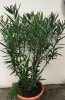 Oleander 2018-12.jpg