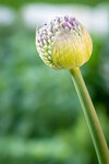 2021-05-13_Allium Blütenknospe.jpg