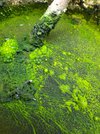 alge.jpg