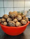1 Kartoffelpflanze.jpg