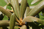 20210626-rhododendron-pilz-4586.jpg
