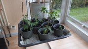 2023-04-16 Tomaten aus Samen.jpg