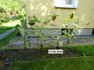 2023-09-14-sonnenblumen-krank-003.jpg