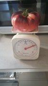 2023-09 Tomate über 500 Gramm-02.jpg