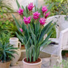 Curcuma_alismatifolia_Pink_0005786__05482.jpg