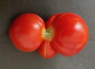 #Tomate*Muchacha*Ernte*24-09-10*02.jpg