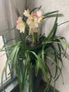 Cymbidium-B 2024-12-13*Amayllis*01.jpg