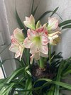 Cymbidium-B 2024-12-13*Amayllis*02.jpg