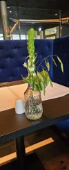 was für eine blüte.jpg