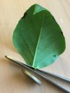 Flieder-Blatt_Fuß_01.jpg Flieder-Blatt_Fuß_01.jpg