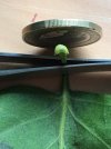 Flieder-Blatt_Fuß_02.jpg Flieder-Blatt_Fuß_02.jpg