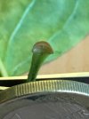 Flieder-Blatt_Fuß_05.jpg Flieder-Blatt_Fuß_05.jpg