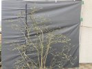 Heidelbeere*2024-03*05.jpg Heidelbeere*2024-03*05.jpg