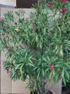 Oleander.jpg Oleander.jpg