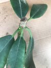 Muster_Nahaufnahme_Rhodo-Knospen_03.jpg Muster_Nahaufnahme_Rhodo-Knospen_03.jpg