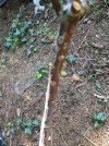 Muster_Nahaufnahme_Rhodo-Knospen_01.jpg Muster_Nahaufnahme_Rhodo-Knospen_01.jpg