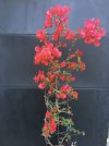 Bougainvillea 2020-06_02.jpg