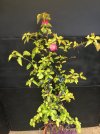 Bougainvillea 2020-11_03.jpg