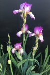 Iris-07.jpg