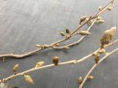 Wisteria Blütenknospen_01.jpg