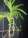 Vanda-C*Wurzel-B*2024-09-22*01.jpg
