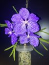Vanda-A*2024-09-24*03.jpg
