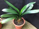 Clivia-C*2020-10_0.jpg