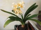 Clivia-C*2019-02_01.jpg