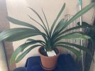 ^Clivia-Cc*2024-09*01.jpg