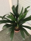 ^Clivia-I_2023-01_01 – Version 2.jpg