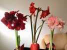 2022*Amaryllis*re*Sweet Nymph*02.jpg