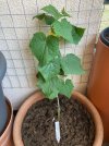 Gurke Conny F1 r. Weidl 25-06-22*.jpg