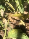 IMG_9134.jpeg