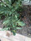 IMG_9229.jpeg