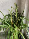 Cymbidium-A 2026-02_09*01.jpg