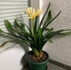 Clivia-C*2026-02-09*02.jpg